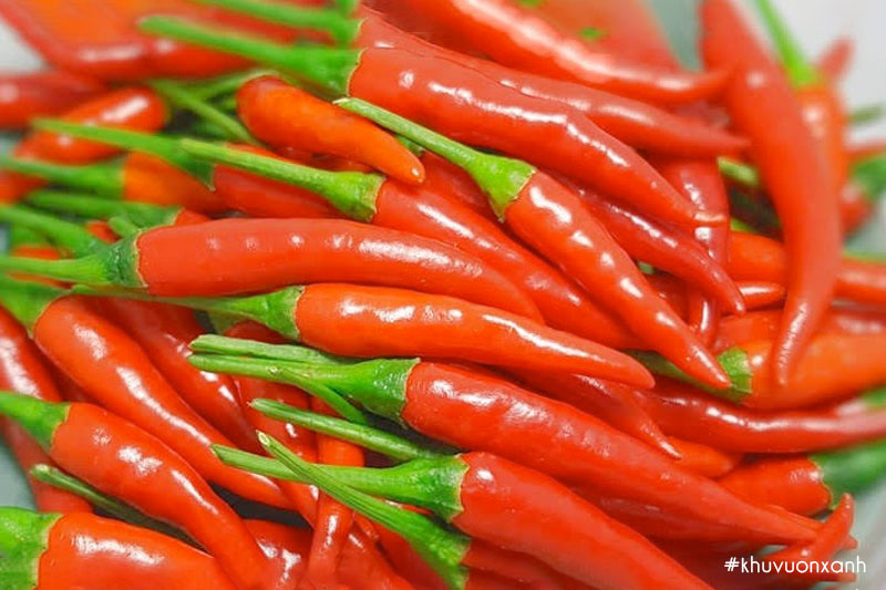 Ớt chỉ thiên - 指天椒 - Bird's eye chili