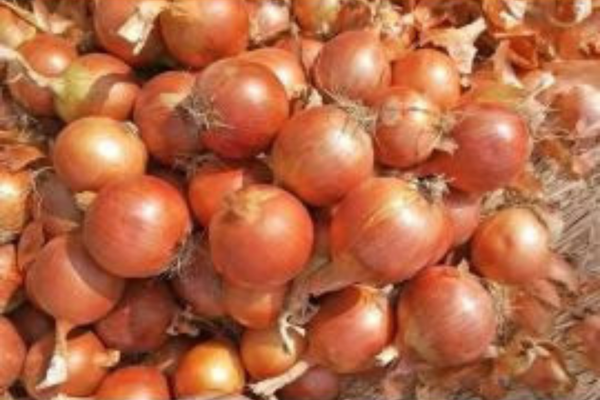 Hành tây indo - 印度尼西亚洋葱 - Indonesian onion