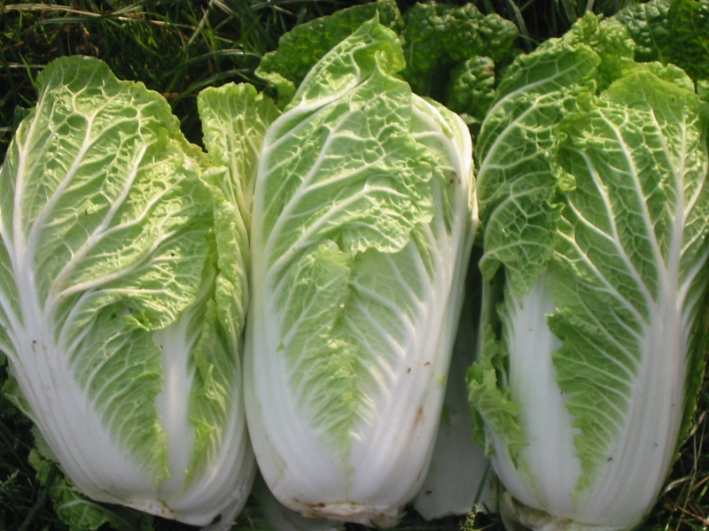 Cải thảo - 大白菜  - Napa cabbage