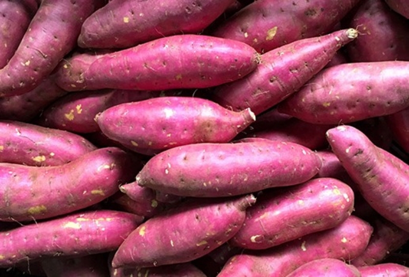 Khoai lang nhật - 日本番薯  - Japanese sweet potato